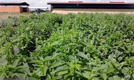 BUSCAN UNIVERSITARIOS MEJORAR PRODUCCIÃ“N DE CHÃA