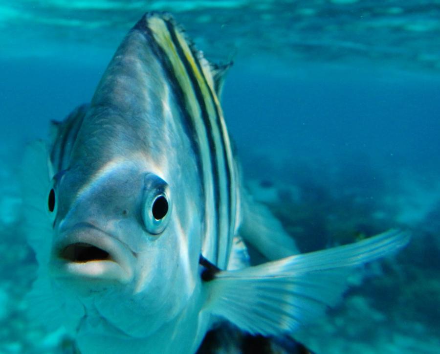 MAL USO DE BLOQUEADORES SOLARES ALTERAN EL ECOSISTEMA MARINO