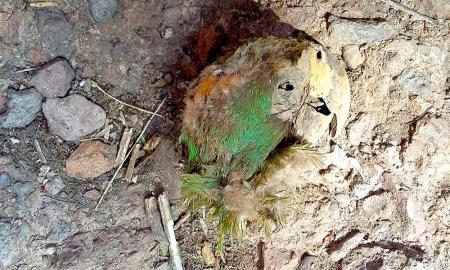 HALLAN GUACAMAYA MOMIFICADA EN UN CONTEXTO ARQUEOLÃ“GICO DE CHIHUAHUA