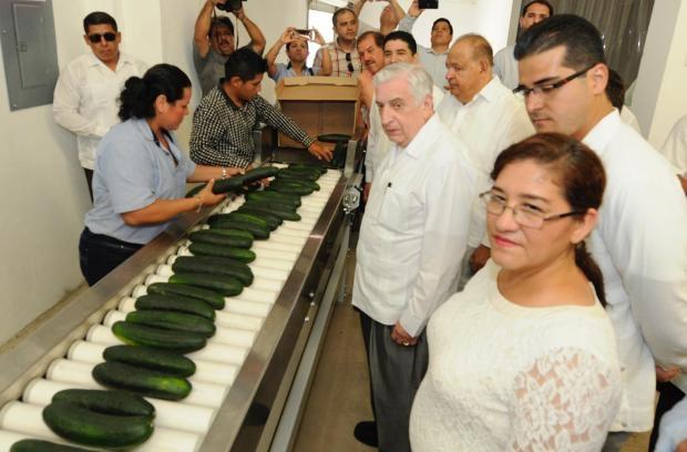 Inaugura Núñez invernadero para exportar pepino a EU y Canadá; se invierten 50 mdp