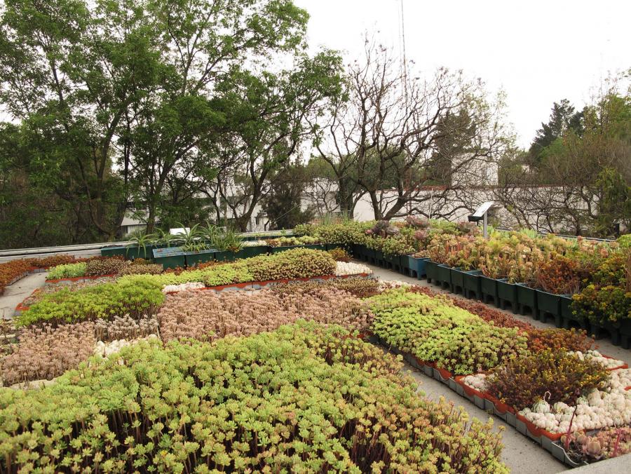 AZOTEAS Y MUROS VERDES, ÚTILES PARA COMBATIR ISLAS DE CALOR