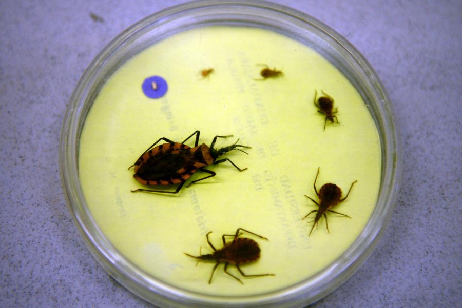 MÉXICO PODRÍA TENER MÁS DE 800 MIL INFECTADOS CON LA ENFERMEDAD DE CHAGAS