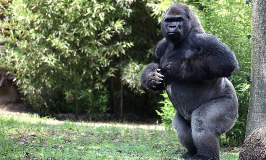 Exhortan a Tanya MÃ¼ller esclarecer la muerte del gorila Bantú, en zoológico de Chapultepec