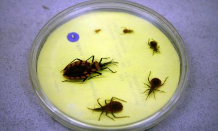 MÃ‰XICO PODRÃA TENER MÃS DE 800 MIL INFECTADOS CON LA ENFERMEDAD DE CHAGAS