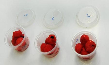 CREAN EN LA UNAM RECUBRIMIENTO COMESTIBLE QUE RETARDA LA OXIDACIÃ“N DE FRUTAS Y VERDURAS