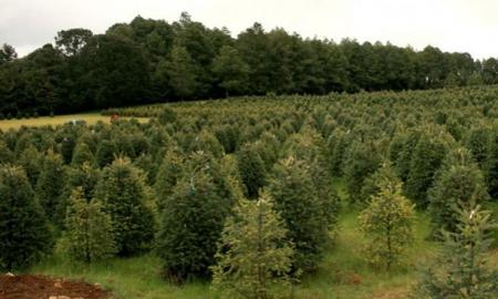 Anuncian campaÃ±a de reforestaciÃ³n urbana para mejorar calidad del aire