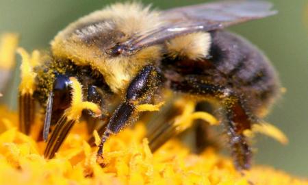 EL 75 POR CIENTO DE CULTIVOS DE FRUTAS Y VERDURAS DEPENDE DE LA POLINIZACIÃ“N