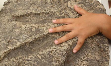 EL INAH APUESTA POR UNA PALEONTOLOGÃA SENSIBLE AL TACTO