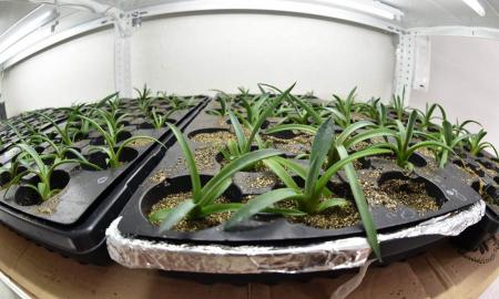 APOYA LA UNAM A COMUNIDADES DE TLAXCALA A RESCATAR CULTIVOS DE AGAVE