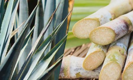 Reconocimiento Mutuo de la CachaÃ§a y del Tequila productos distintivos de Brasil y MÃ©xico