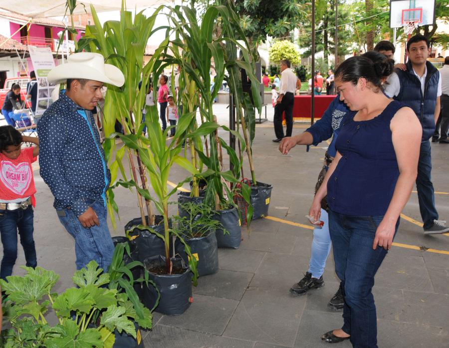 MILPA SUSTENTABLE, ALTERNATIVA DE SIEMBRA EXITOSA
