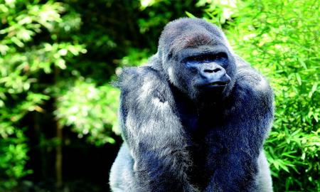 DETECTA LA FMVZ FIBROSIS MIOCÃRDICA EN EL CORAZÃ“N DE BANTÃš