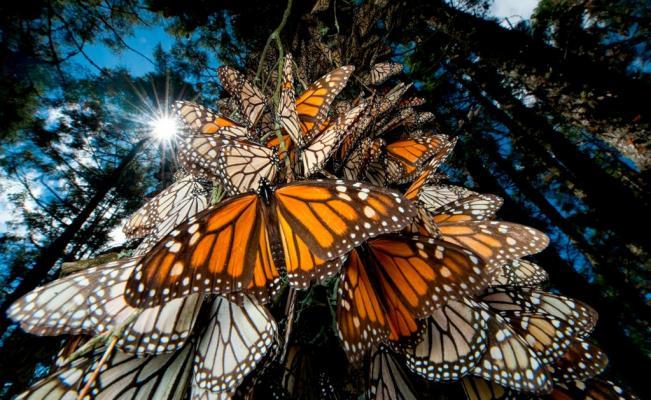 Refuerzan conservación de la Reserva de la Biosfera de la Mariposa Monarca