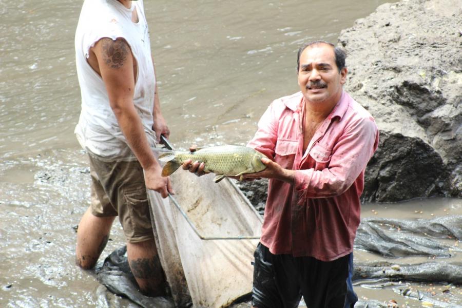 Extraen especies invasoras del Lago del Parque Chapultepec