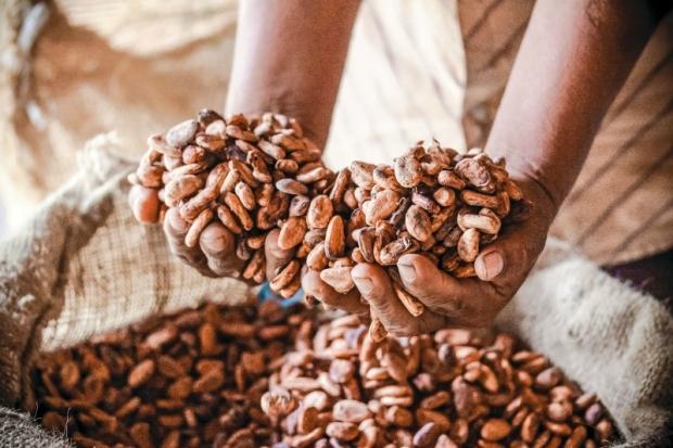 Sabor y olor del cacao y chocolate de Tabasco, en Festival de Monterrey: SDET