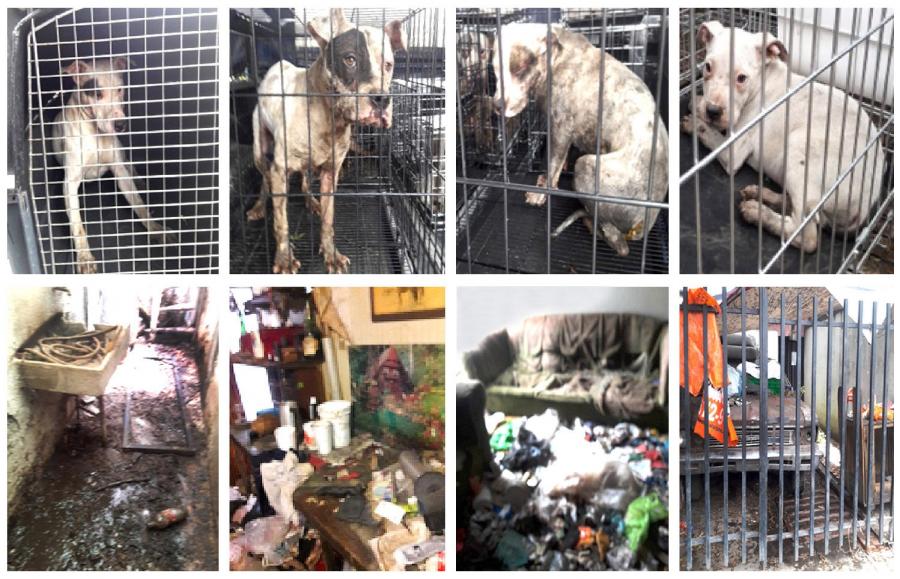 TRAS CATEO LA PGJ RESCATA A NUEVE PERROS CRIOLLOS QUE SUFRÍAN MALTRATO, CRUELDAD ANIMAL Y ZOOFILIA