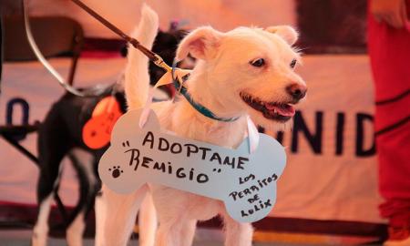IZTAPALAPA REALIZA SEGUNDO FESTIVAL DE ADOPCIÃ“N DE PERROS