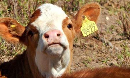 Aretes amarillos, identificaciÃ³n y movilizaciÃ³n animal sin riesgo