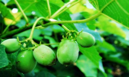 Jatropha curcas, alternativa de energÃ­a limpia