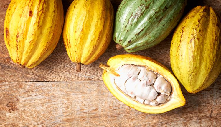 Nueva DenominaciÃ³n de Origen para el Cacao Grijalva