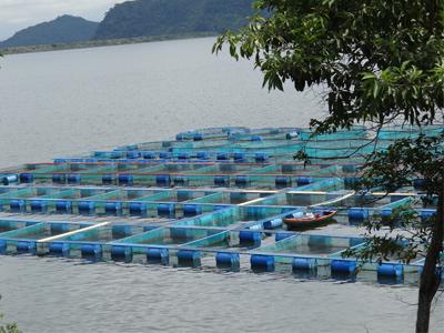 En Gobierno de Gabino Cué, crece un 53 % producción de tilapia