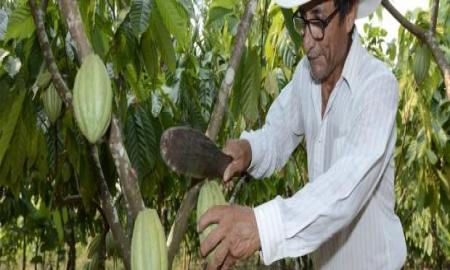 Cacao Grijalva relanzarÃ¡ producciÃ³n en Tabasco