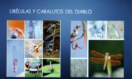 INSECTOS, ESPECIES MENOS ESTUDIADAS EN TÃ‰RMINOS DE CONSERVACIÃ“N