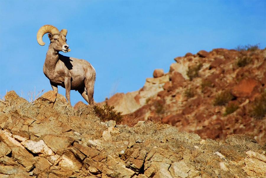 AFECTADAS MÁS DE 800 ESPECIES DE FAUNA Y FLORA POR EL MURO ENTRE MÉXICO Y EU: ACADÉMICO DE LA UNAM