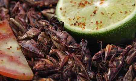 "Viscosos pero sabrosos": Insectos comestibles, tradiciÃ³n, sabor y nutriciÃ³n