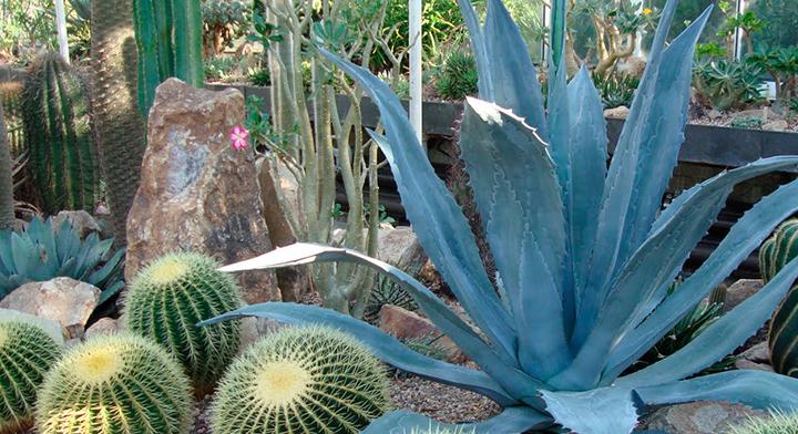 Agaves y cactus, sabios del desierto