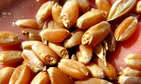 Sistema Nacional de Semillas, un nuevo impulso para la agricultura