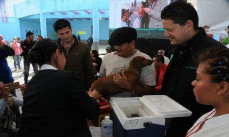 AplicarÃ¡n mÃ¡s de 500 mil vacunas a perros y gatos