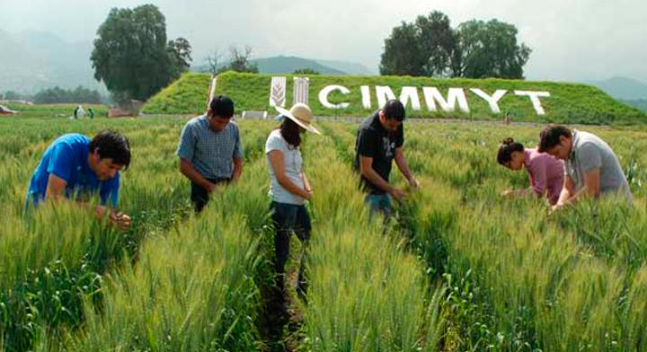 CIMMYT: 50 años de impulsar el maíz y el trigo