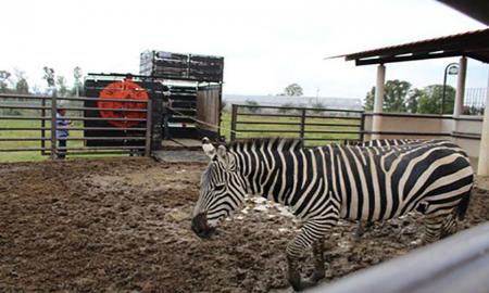 ASEGURAN EJEMPLARES SILVESTRES EN GRANJA DE IZTAPALAPA