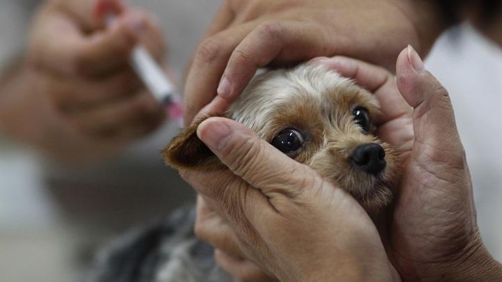 Suman un millón 300 vacunas contra la rabia aplicadas a perros y gatos en CDMX