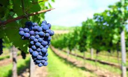 ANALIZAN PROPUESTA DE LEY DE FOMENTO A LA INDUSTRIA DEL VINO