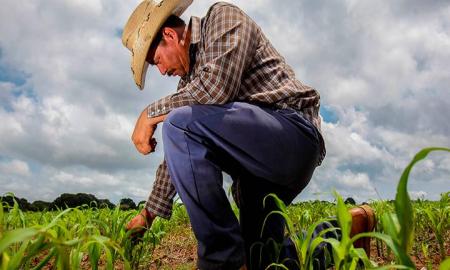 Cruzada Nacional Contra el Hambre, estrategia para la seguridad alimentaria