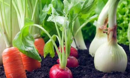 Â¿QuÃ© son los alimentos orgÃ¡nicos?
