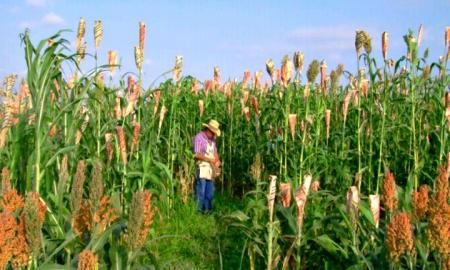 Sorgo dulce: una alternativa para generar combustible