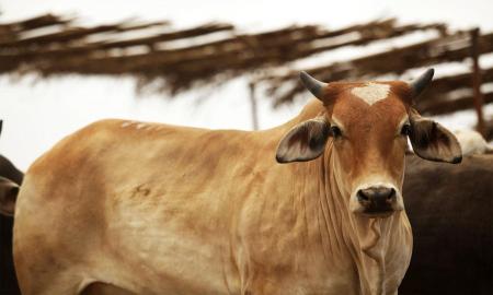 Vacunas veterinarias, aliadas de la salud pecuaria