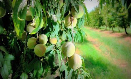 Ãrboles frutales, delicias al alcance de la mano