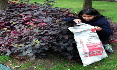 CIUDAD UNIVERSITARIA CUENTA CON 312 â€œPEDREGALITOSâ€, ALBERGUES DE LA BIODIVERSIDAD NATIVA