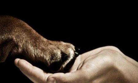 Que Organizaciones Civiles dedicas a la protecciÃ³n de animales accedan a mÃ¡s recursos