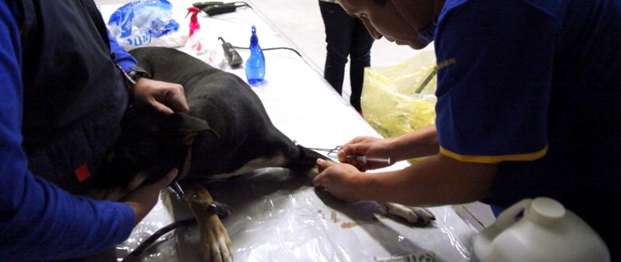 Jornada de esterilizaciÃ³n y vacunaciÃ³n de perros y gatos en Miguel Hidalgo