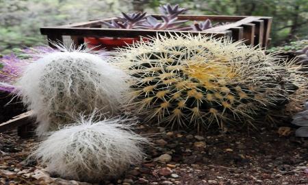 OBSEQUIA PLANTAS EN PELIGRO DE EXTINCIÃ“N COMO EL MEJOR REGALO PARA LAS FIESTAS DECEMBRINAS