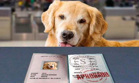 Viaja con tu mascota, conoce los procedimientos para la movilizaciÃ³n de animales vivos
