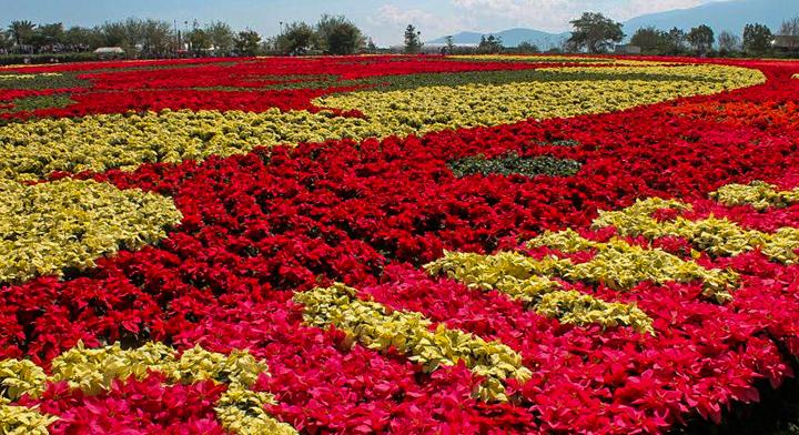 Crean el tapete floral más grande del mundo