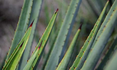 El Bacanora cuenta con DenominaciÃ³n de Origen