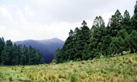 ANALIZAN VARIACIÃ“N GENÃ‰TICA DE OYAMELES, ÃRBOLES VITALES  PARA MANTENER LAS RESERVAS DE AGUA