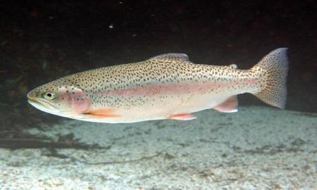CREAN NOVEDOSO ALIMENTO VEGETAL PARA PECES DE CULTIVO EN LA UNAM
